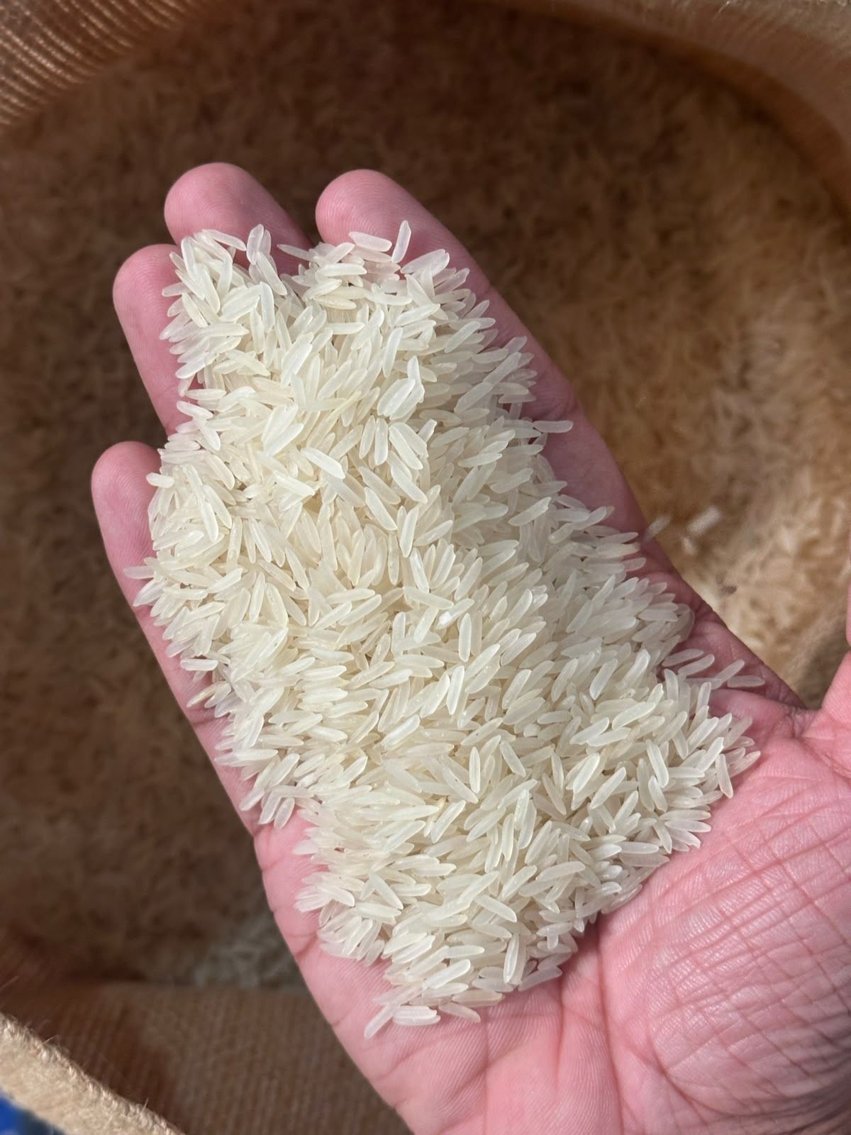 Pesticide residue free white parboiled basmati, raw, held in a hand