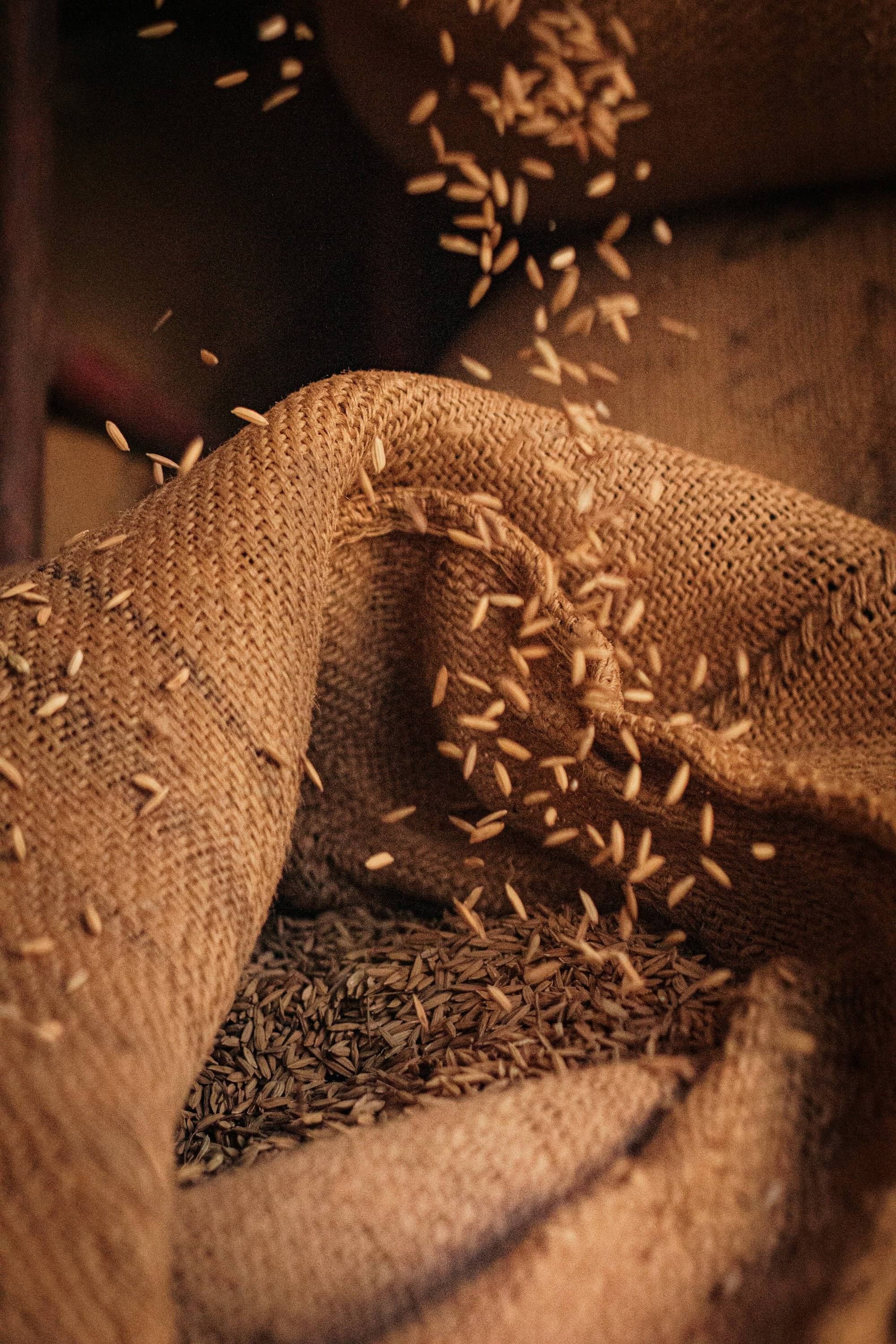 Rice grains pouring into a jute sack